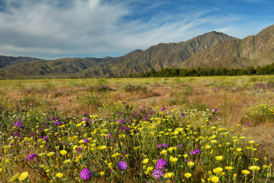 CA - Anza Borrego 1.jpg