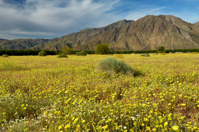 CA - Anza Borrego 2.jpg