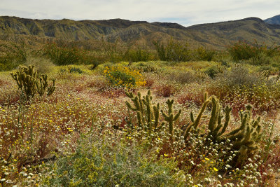 CA - Anza Borrego 6.jpg