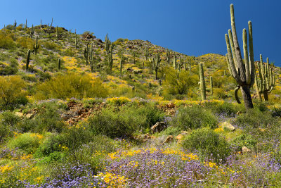 AZ Route 77 Wildflowers.jpg