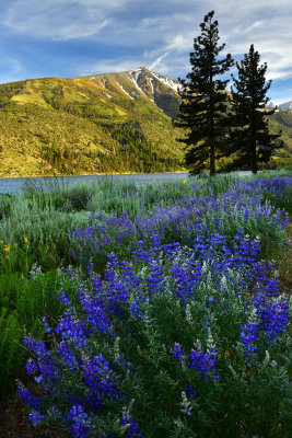 CA - Bridgeport Twin Lake Lupine Wildflowers.jpg
