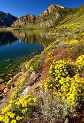 CA - Grant Lake Sulfer Buckwheat 1.jpg