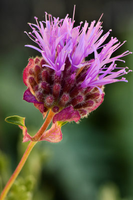 CA - Grant Lake Wildflower 1.jpg