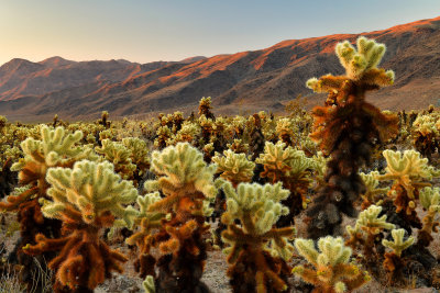 CA - Joshua Tree NP 2.jpg