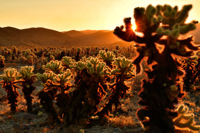 CA - Joshua Tree NP 3.jpg