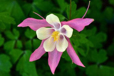 CA - June Lake Columbine 1.jpg