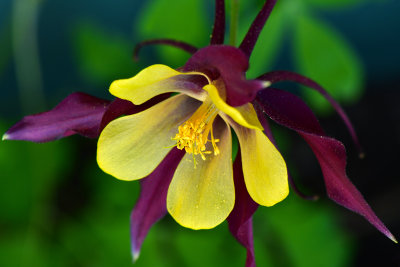 CA - June Lake Columbine 3.jpg