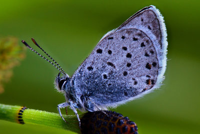 CA - Lake Tahoe Dew-Drop Butterfly.jpg
