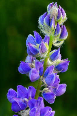CA - Lake Tahoe Dew-Drop Lupine 4.jpg