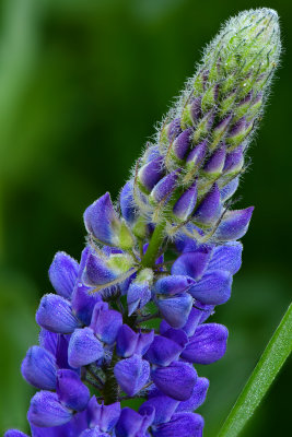 CA - Lake Tahoe Dew-Drop Lupine 5.jpg