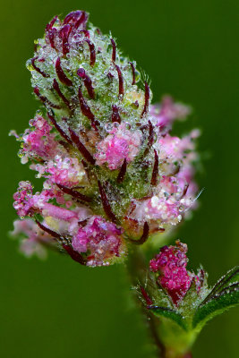 CA - Lake Tahoe Dew-Drop Wildflower 1.jpg