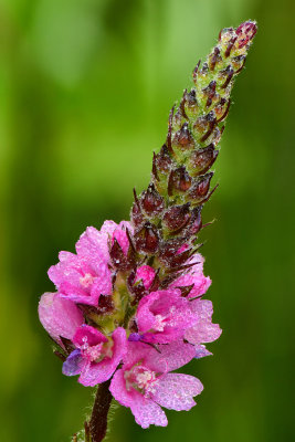 CA - Lake Tahoe Dew-Drop Wildflower 2.jpg