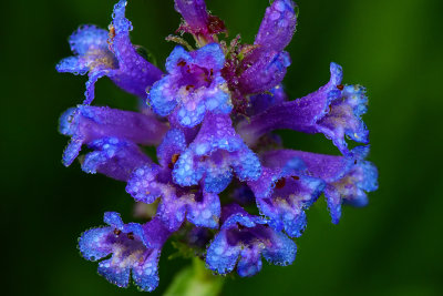 CA - Lake Tahoe Dew-Drop Wildflower 3.jpg