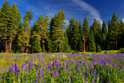 CA - Lake Tahoe Lupine Wildflowers 1.jpg