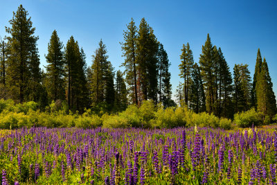CA - Lake Tahoe Lupine Wildflowers 2.jpg