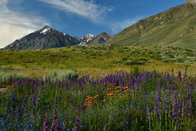 CA - McGee Creek Larkspur & Indian Blanket & Baby Blue Eye Wildflowers.jpg