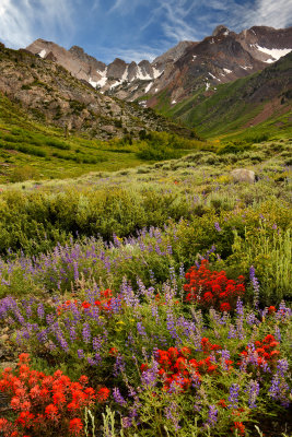 CA - McGee Creek Lupine & Paintbrush Wildflowers 1.jpg