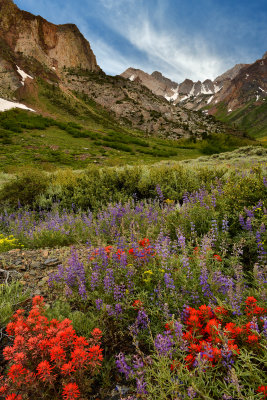 CA - McGee Creek Lupine & Paintbrush Wildflowers 2.jpg