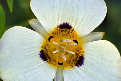 CA - McGee Creek Mariposa Lilly.jpg
