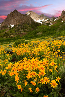 CA - McGee Creek Mule Ear Wildflower Sunset.jpg