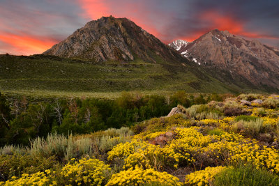 CA - McGee Creek Sulfer Buckwheat Wildflower Sunrise 1.jpg