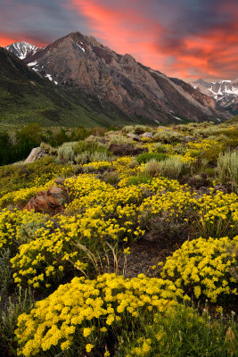 CA - McGee Creek Sulfer Buckwheat Wildflower Sunrise 2.jpg