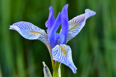 CA - Silver Lake Wild Iris 1.jpg