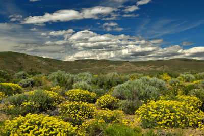 CA - Virginia Creek Road Sulfer Buckwheat.jpg