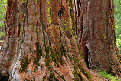 CA - Yosemite NP Maripose Grove Sequoias 1.jpg
