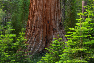CA - Yosemite NP Maripose Grove Sequoias 2.jpg