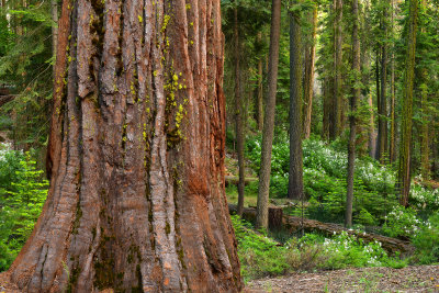 CA - Yosemite NP Maripose Grove Sequoias 3.jpg