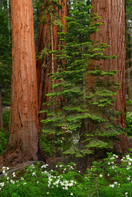 CA - Yosemite NP Maripose Grove Sequoias 4.jpg
