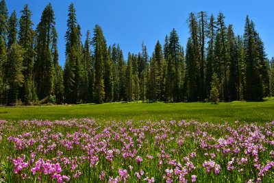 CA - Yosemite NP Shooting Star Wildflowers.jpg