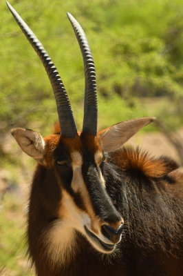 Antelope.jpg