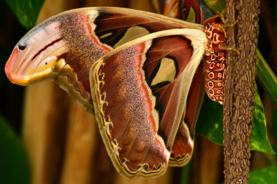 Atlas Moth 1.jpg