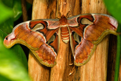 Atlas Moth 2.jpg
