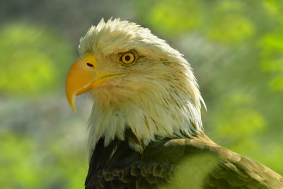 Bald Eagle 3.jpg