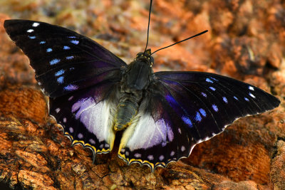 Blue Spotted Charaxes.jpg