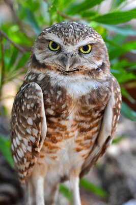 Burrowing Owl.jpg