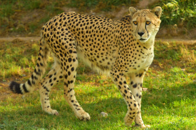 Cheetah 3.jpg