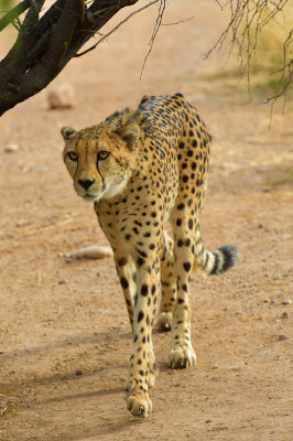 Cheetah 4.jpg