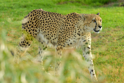 Cheetah 5.jpg