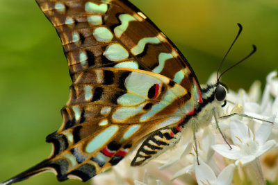 Common Swallowtail.jpg