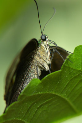 Emerald Swallowtail 2.jpg