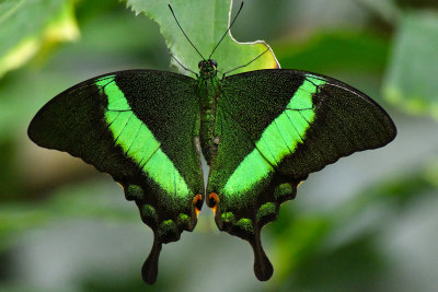 Emerald Swallowtail 3.jpg