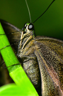 Emerald Swallowtail 4.jpg