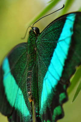 Emerald Swallowtail 5.jpg
