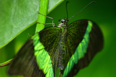 Emerald Swallowtail 6.jpg