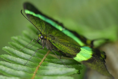 Emerald Swallowtail.jpg