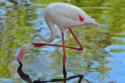 Flamingo 2.jpg